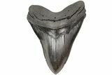 Serrated, Fossil Megalodon Tooth - Collector Quality #204589-1